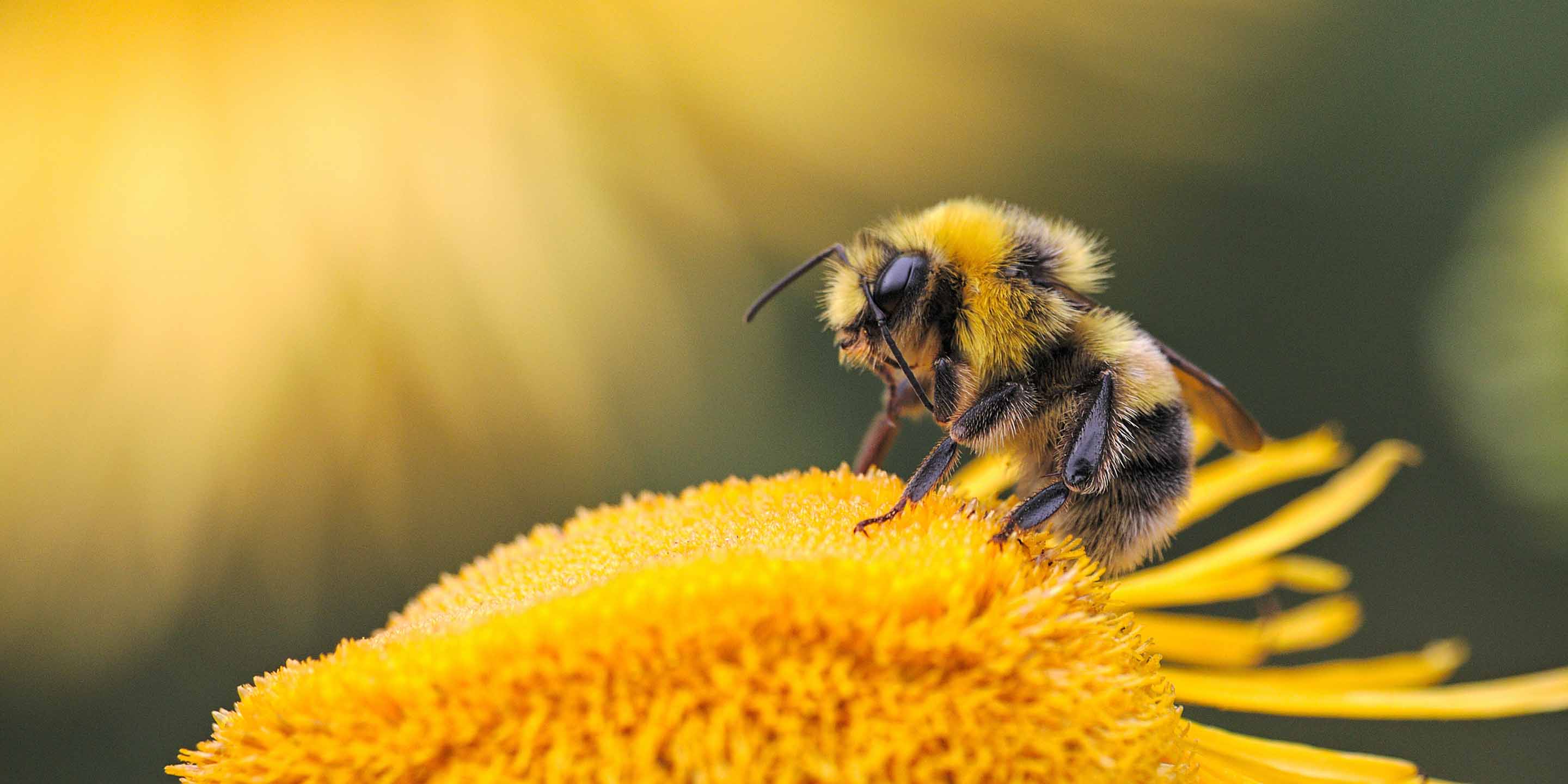 Pure Natural Bees Wax (Beeswax) come esce dal Hive. Fuso e rotto in pezzi.  Usato in Medicina, cosmetica e Candle Making Foto stock - Alamy